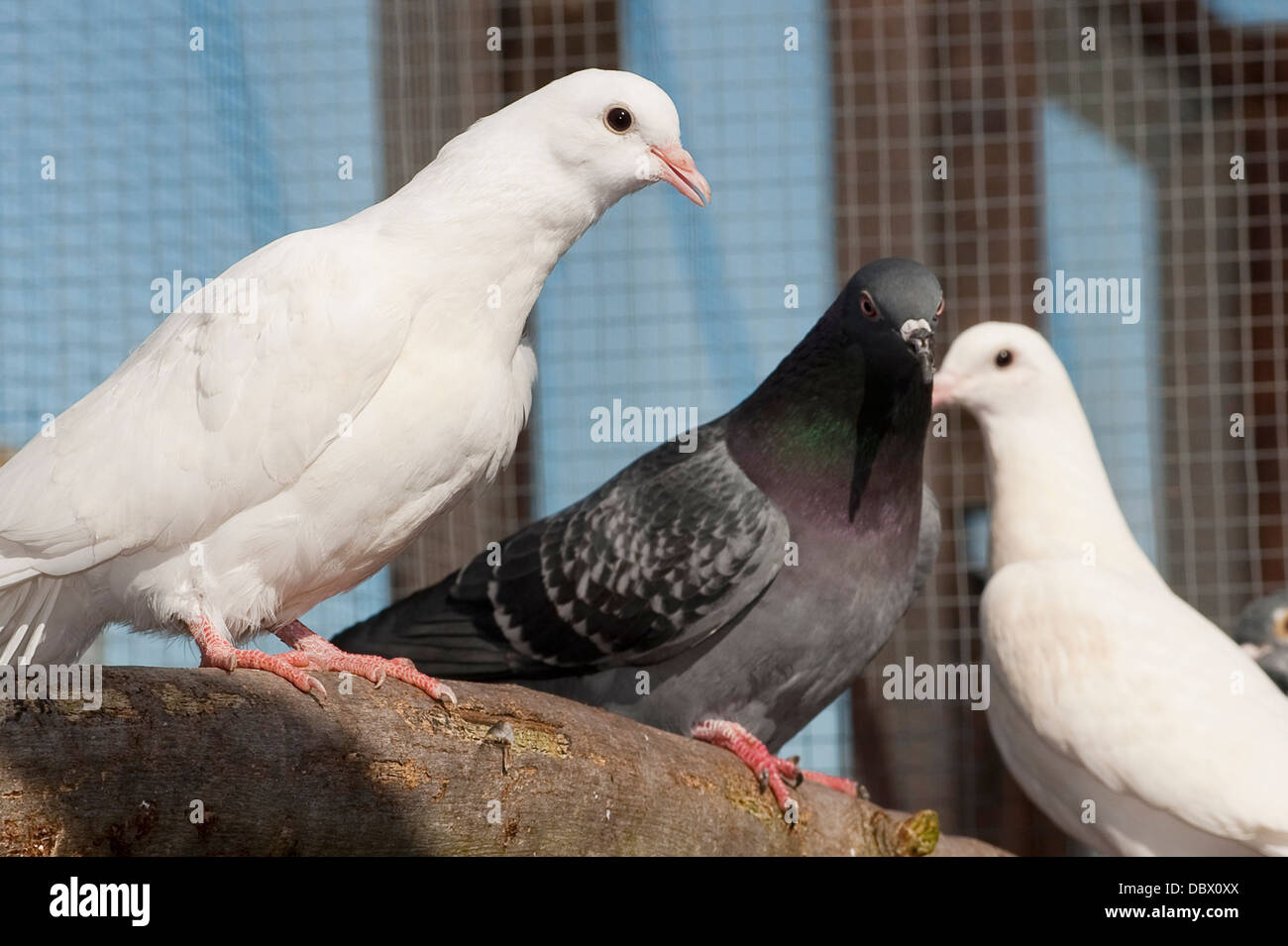 Close up of birds in an animal rescue centre Stock Photo - Alamy