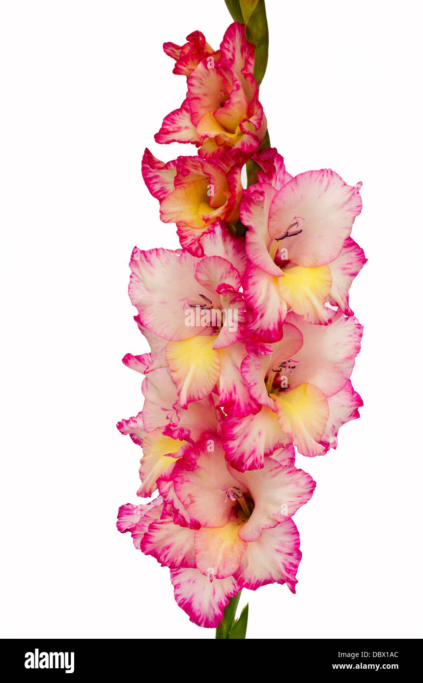 pink gladiolus is on white background Stock Photo - Alamy