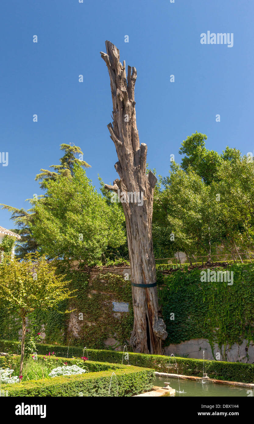 The trunk of the 'Sultana's Cypres', (Cupressus sempervirens ?) in the 'Garden of the Sultana', in Generalife. According to the Stock Photo