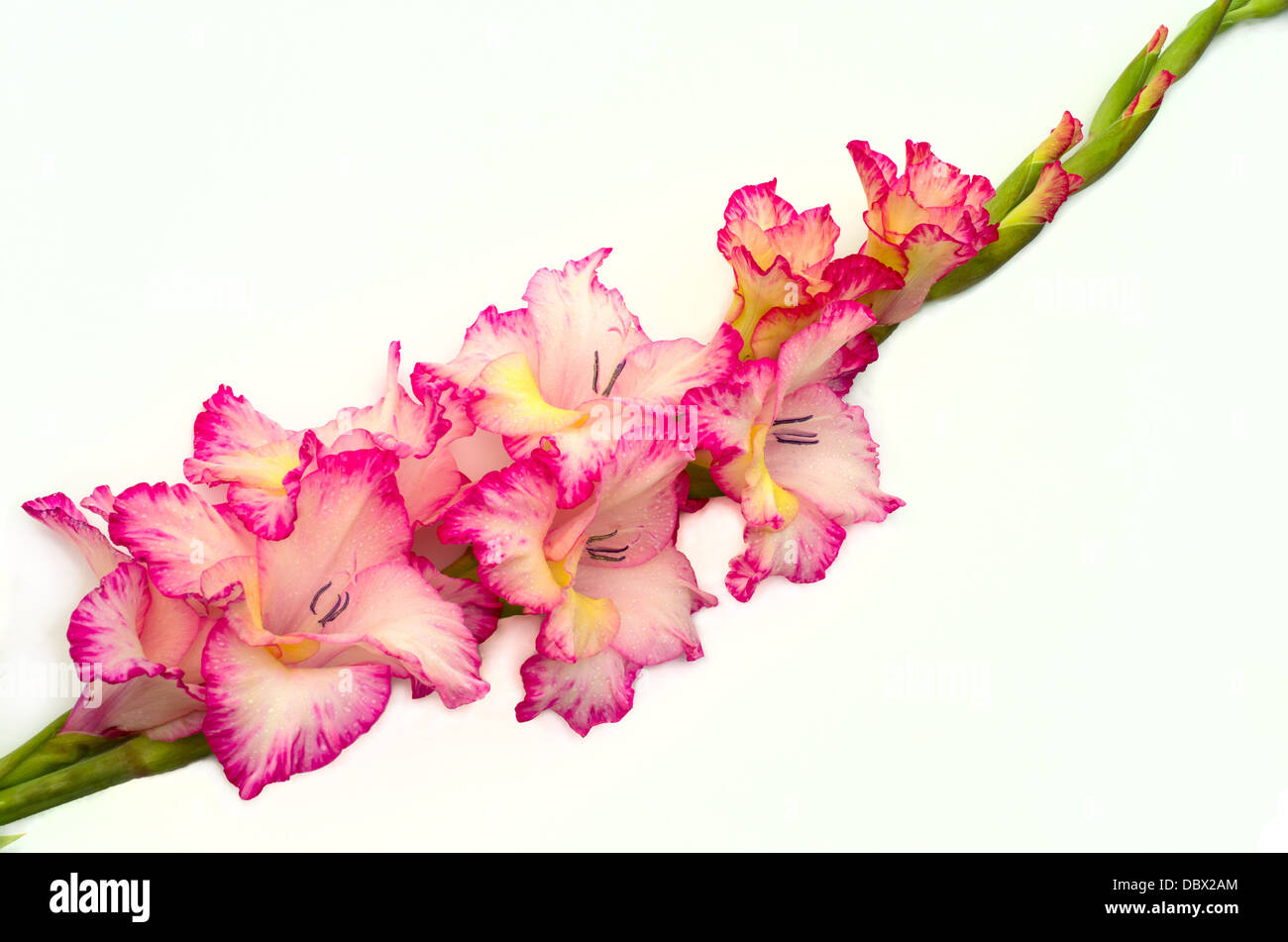 pink gladiolus is on white background Stock Photo - Alamy