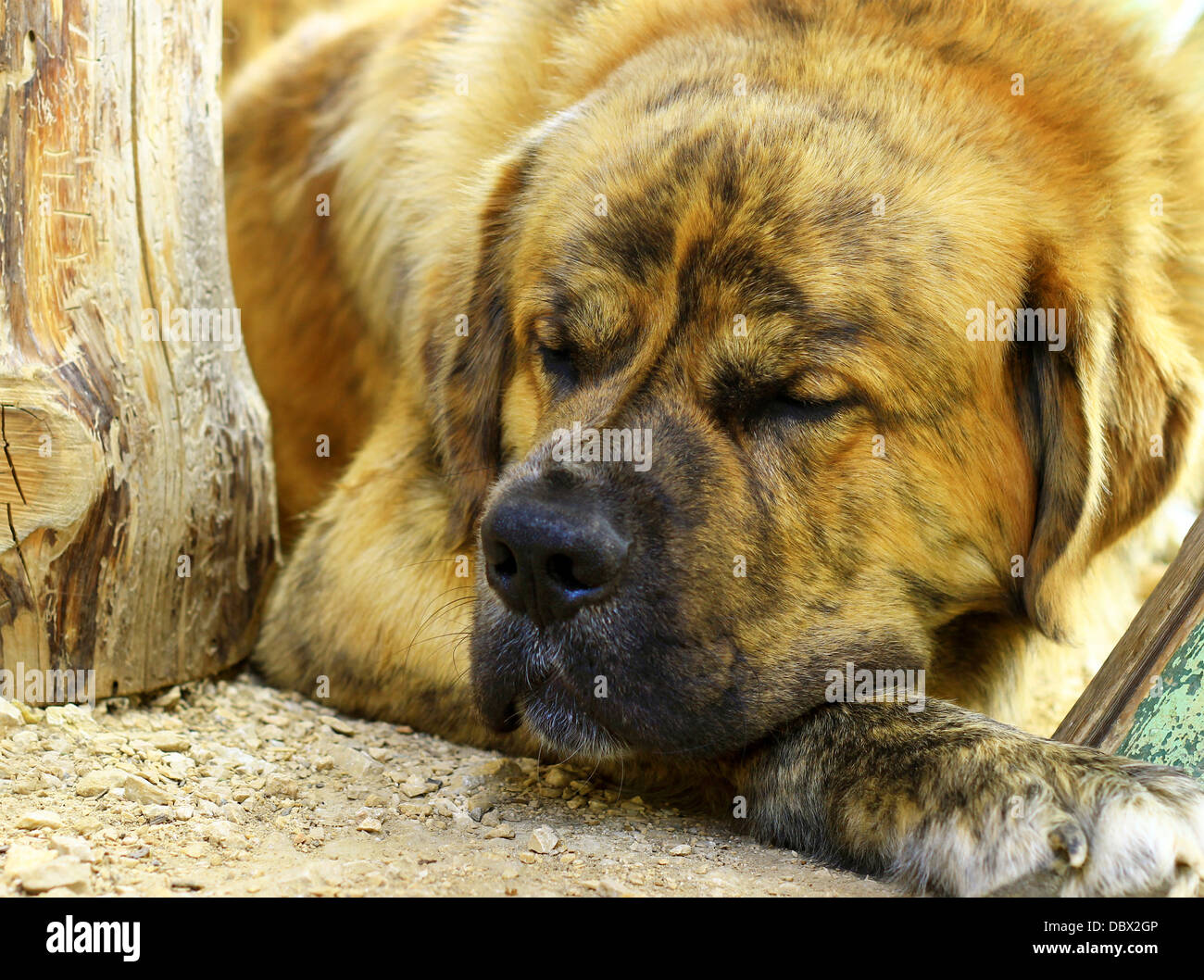 Saint Bernard dog sleeping Stock Photo Alamy