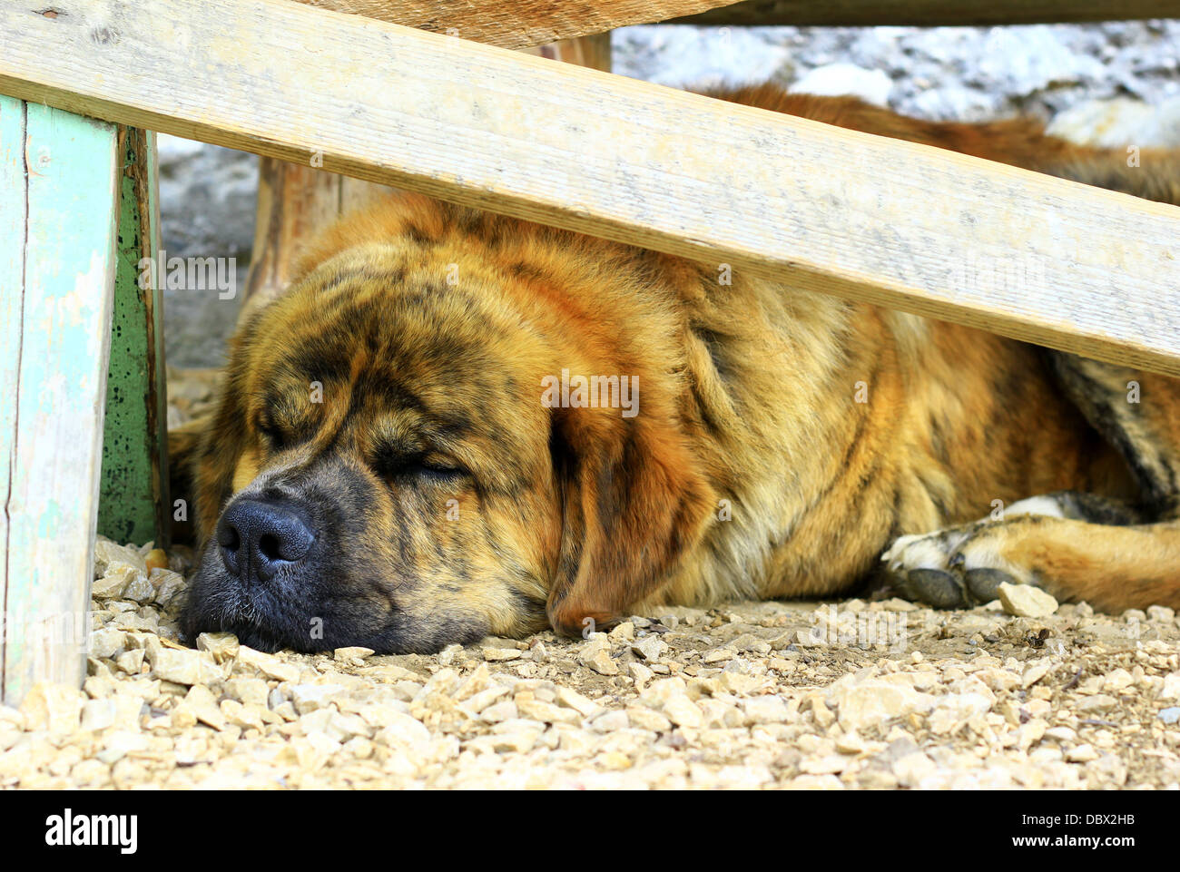 Saint Bernard dog sleeping Stock Photo Alamy