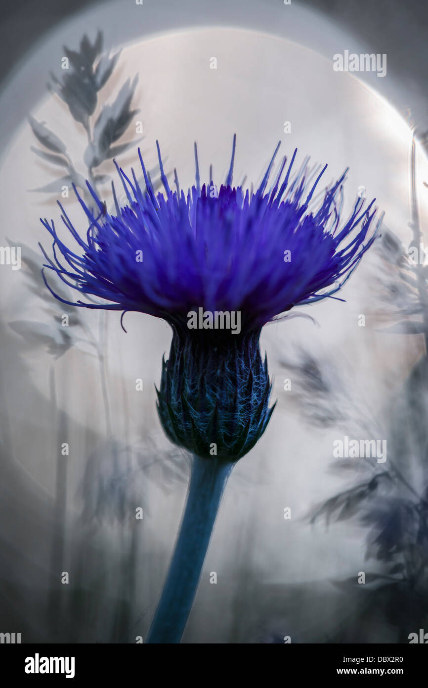 Thistle at first light Stock Photo