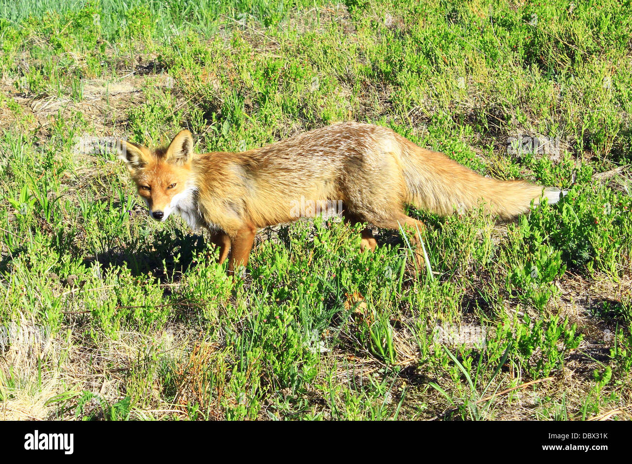 Skinny fox hi-res stock photography and images - Alamy