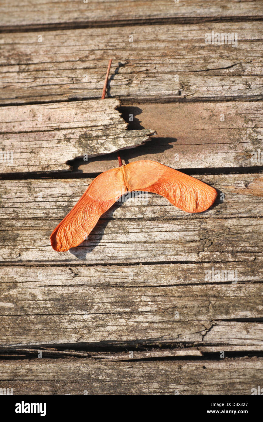 sycamore maple seeds, an example of wind dispersal, commonly known as