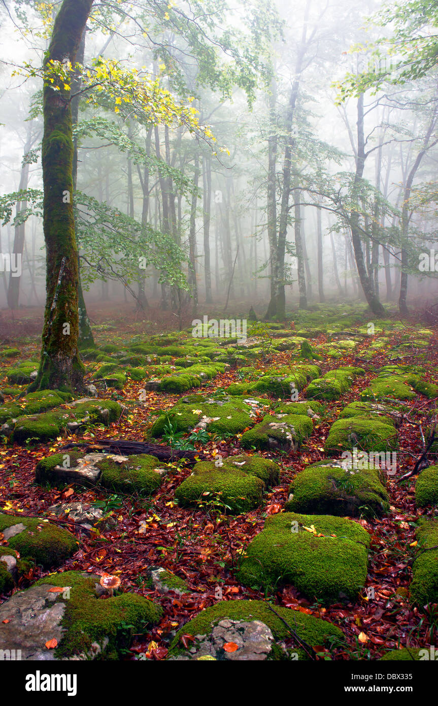 Path of sedimentary rocks in foggy beech forest Stock Photo