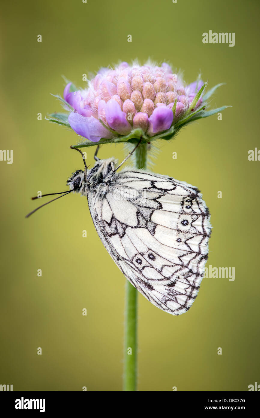 Marbled white butterfly sheltering under field scabious flower Stock Photo
