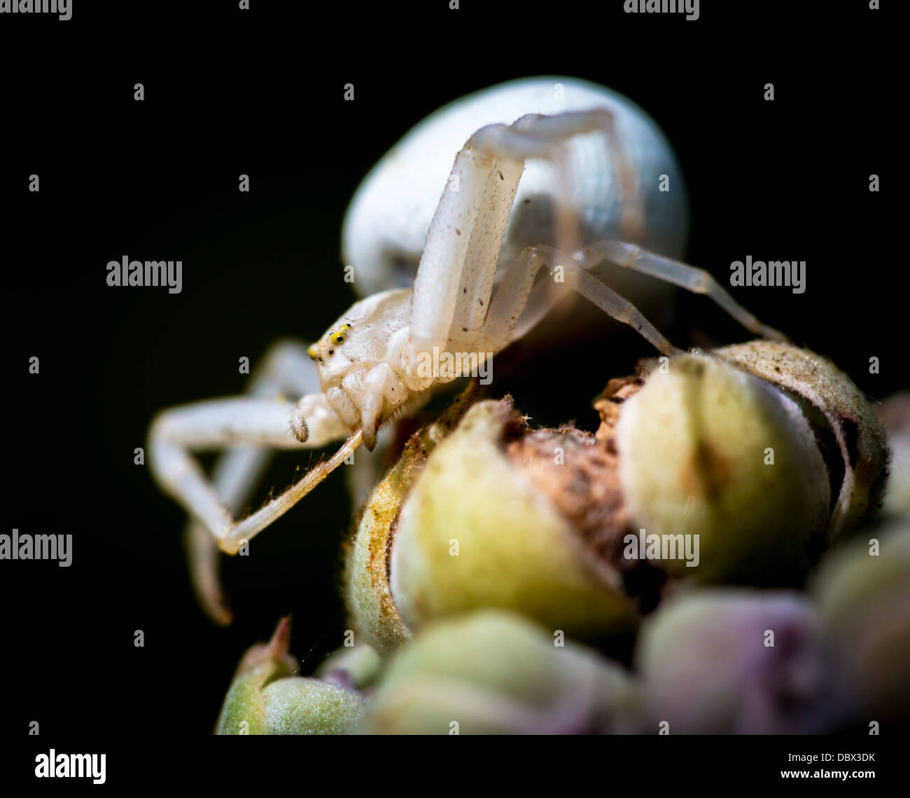 White crab spider (Misumena vatia) Stock Photo