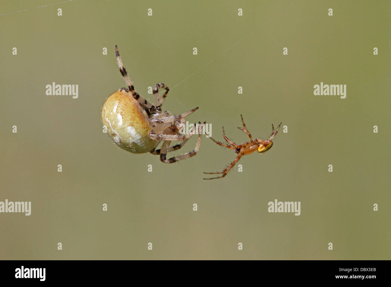 Male and female four spot orb weaver spider Stock Photo