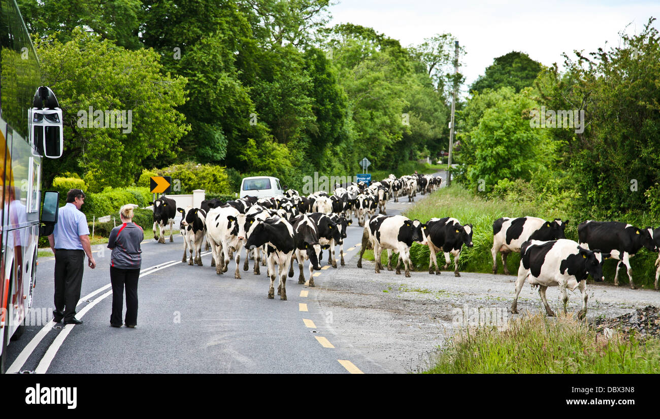 Holstein cattle on road hires stock photography and images Alamy