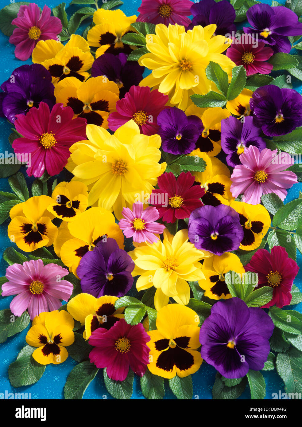 FLOWER COLLAGE PURPLE AND YELLOW PANSIES CORESPOSI AND DAISIES Stock Photo