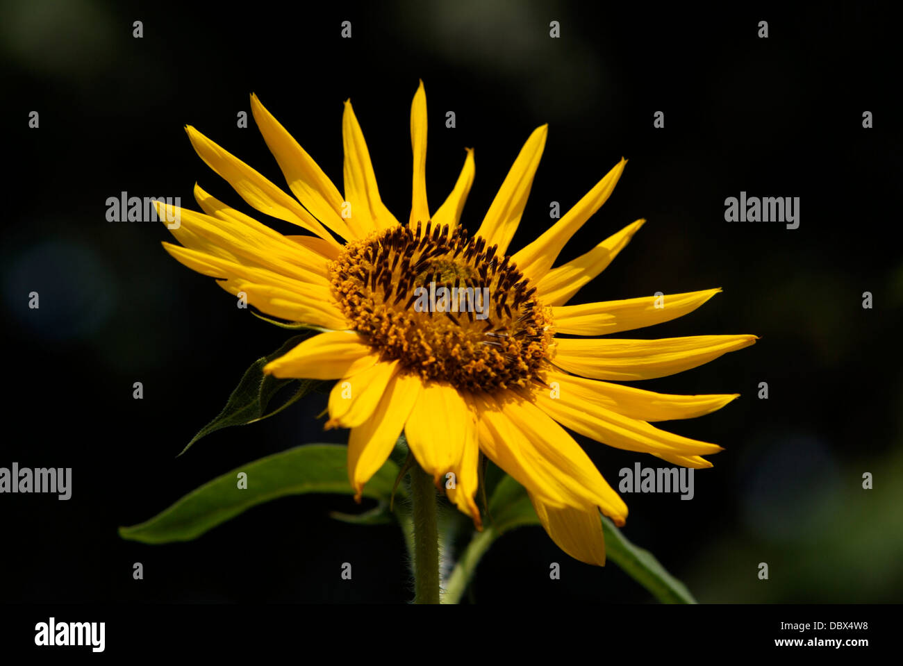 CLOSE-UP OF A SUNFLOWER Stock Photo