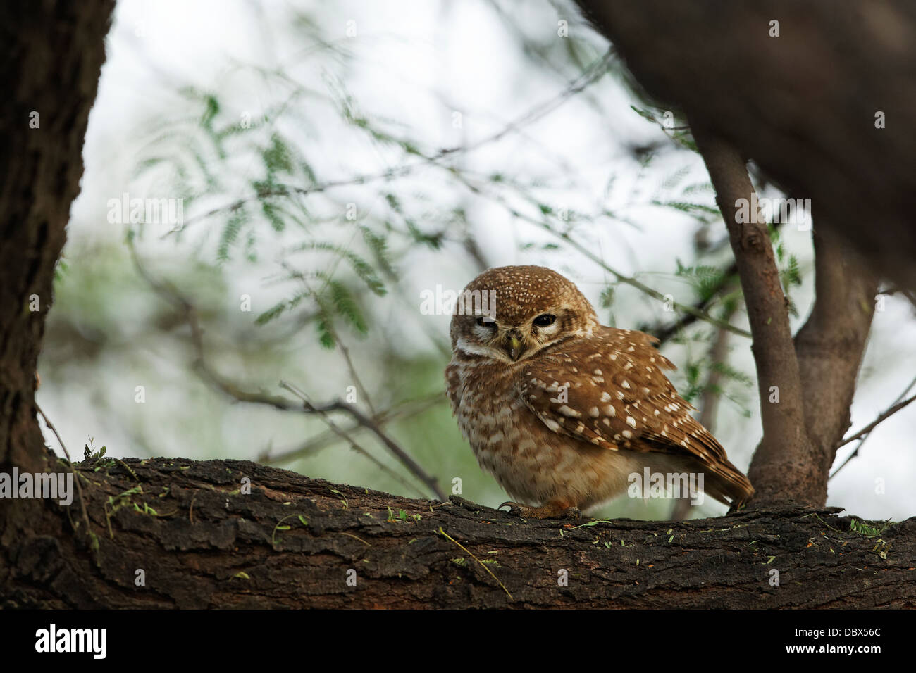 Spotted Owlet  ( Athene Brama ) Stock Photo