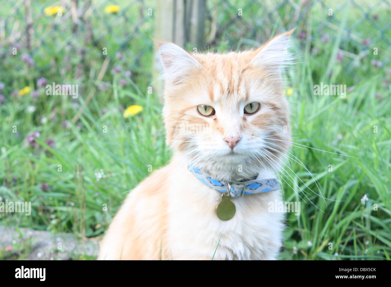 Ginger Cat With Blue Collar And Glass In The Background Stock Photo Alamy Ginger Cat With Blue Collar And Glass In The Background Stock Photo Alamy