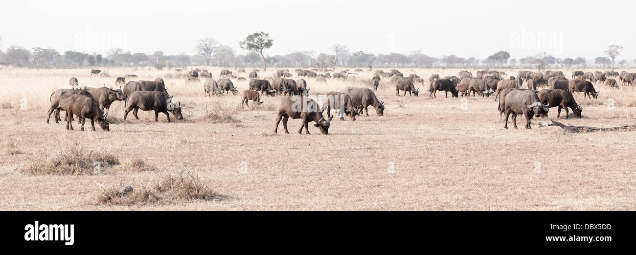 Wild African Buffalo Stock Photo - Alamy