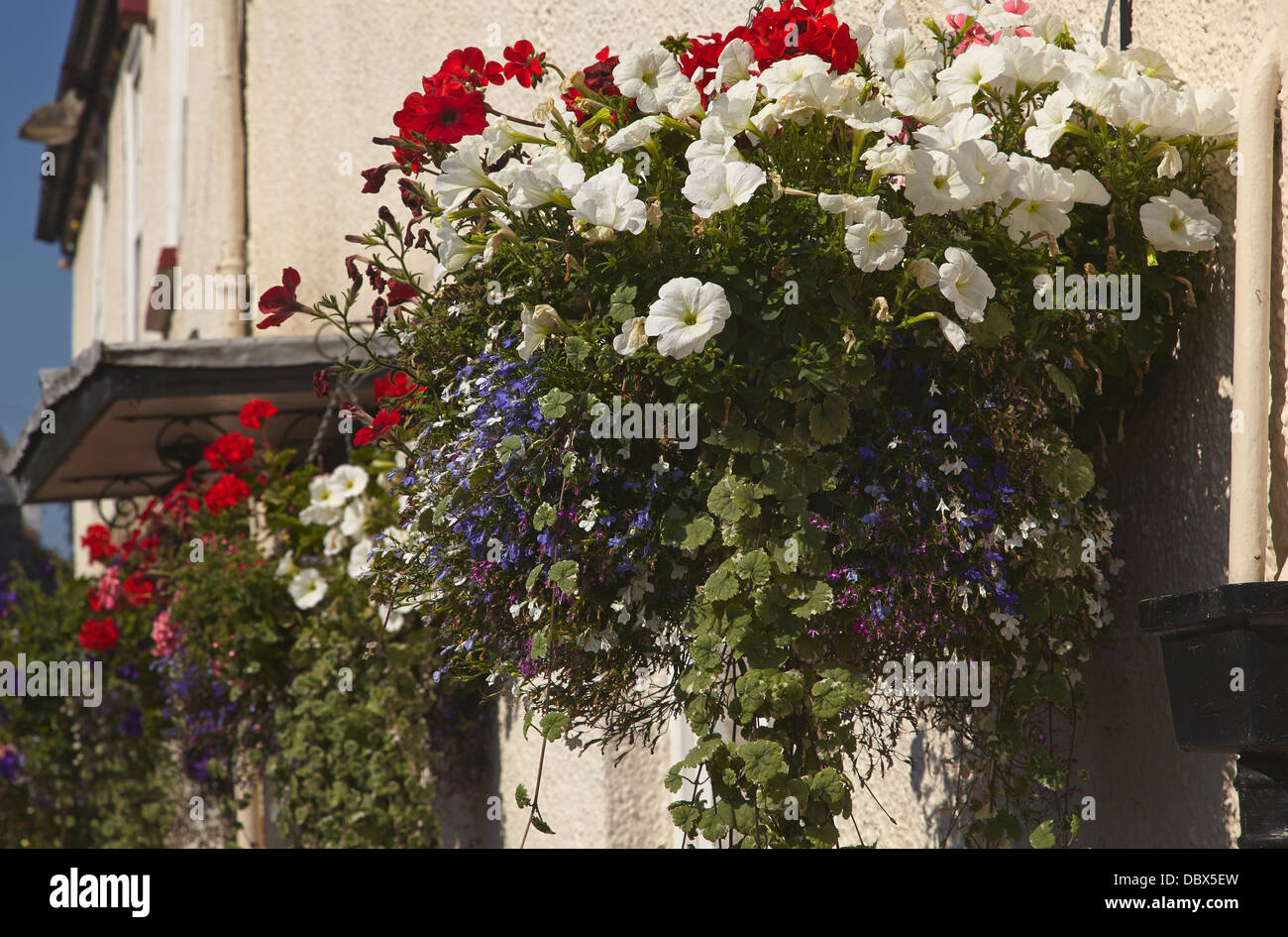 Hanging flower baskets outside a traditional village pub, in Woodbury