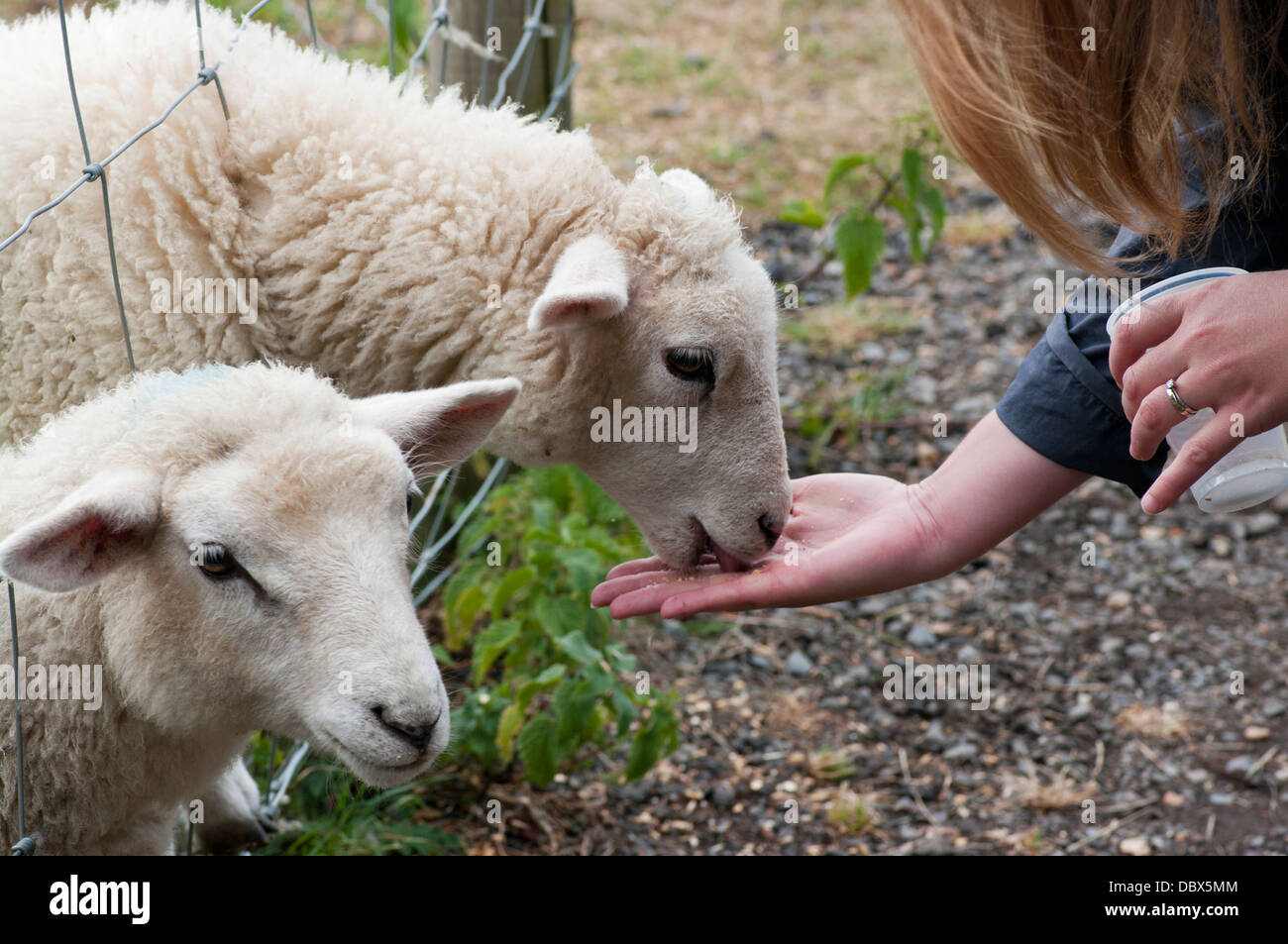 Person Hand Feeding Sheep Stock Photo - Alamy