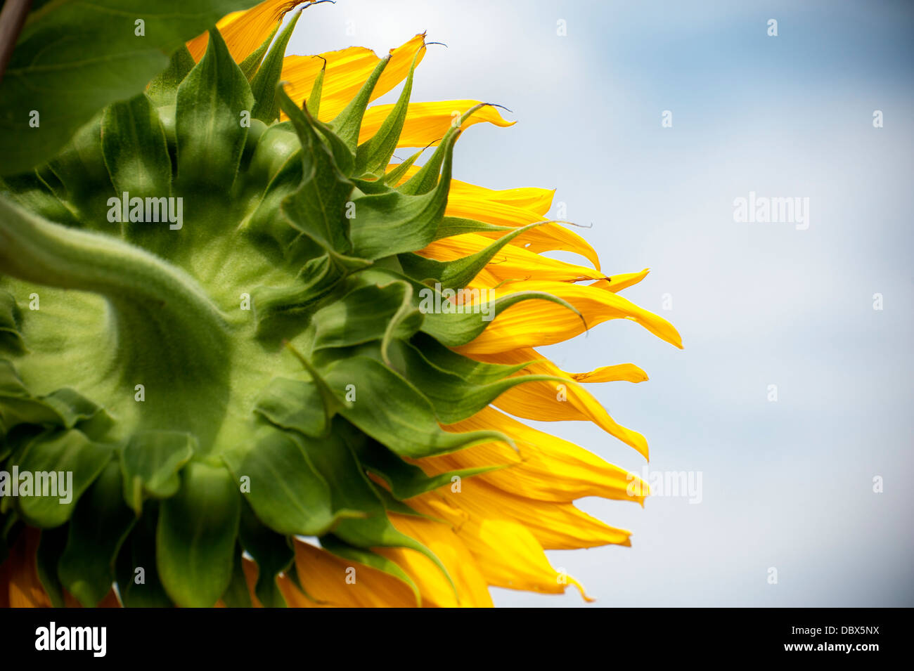 Sunflower facing the blue sky Stock Photo - Alamy