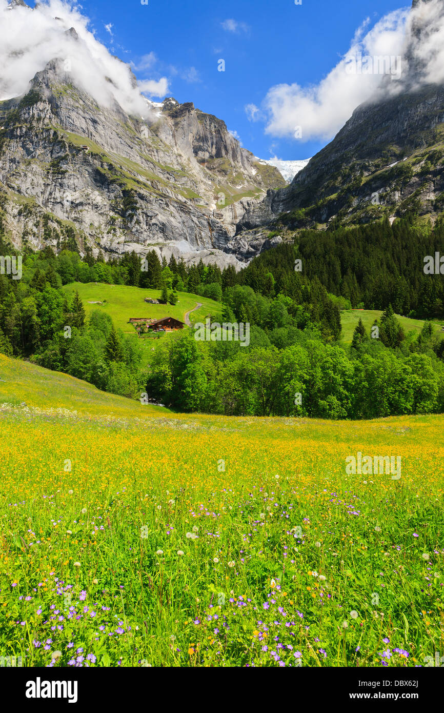 Spring flowers near Grindelwald, Bernese Oberland, Switzerland Stock