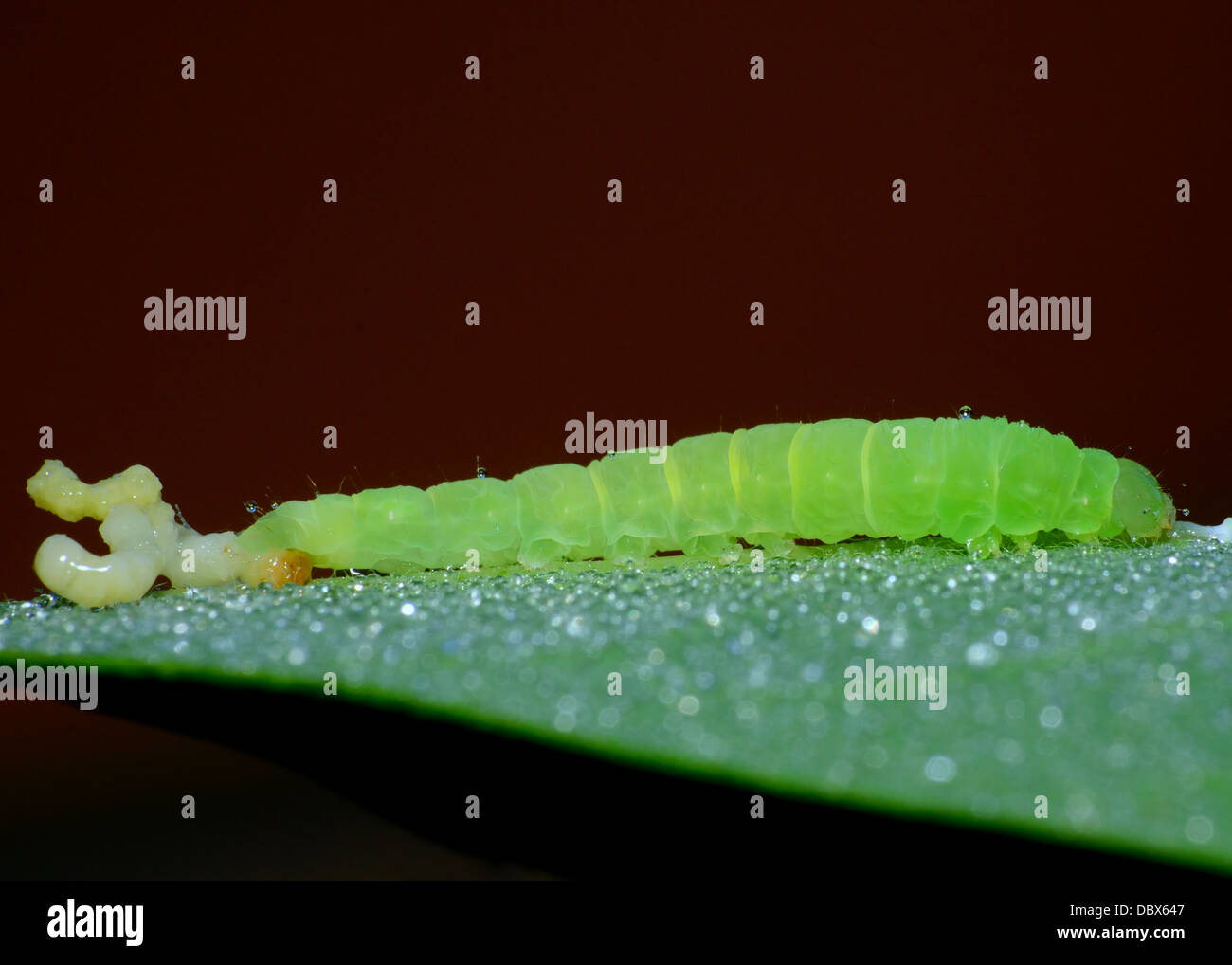 A caterpillar perched on a plant leaf. Stock Photo