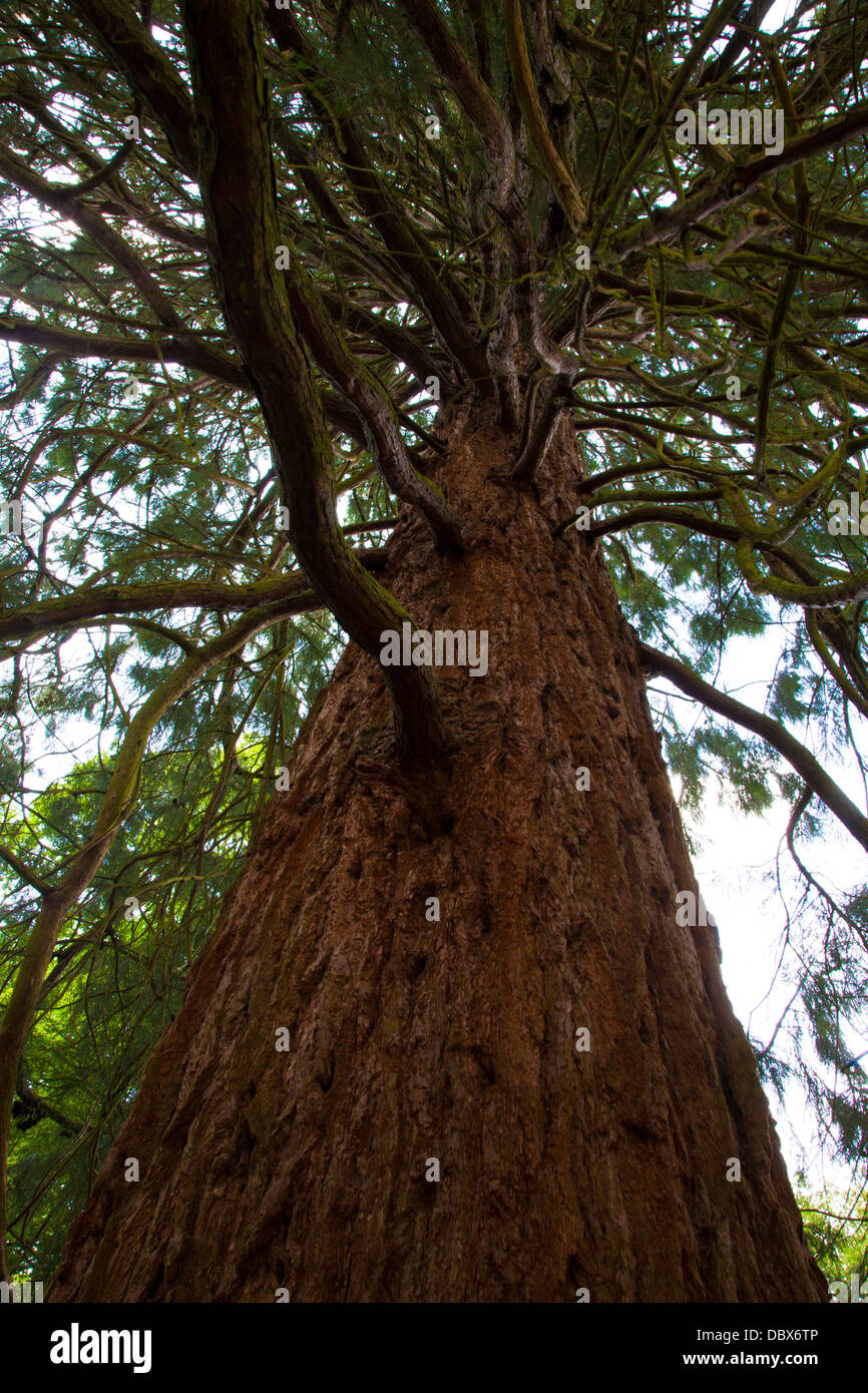 Giant Redwood (Sequoidendron giganteum), UK, spring Stock Photo - Alamy