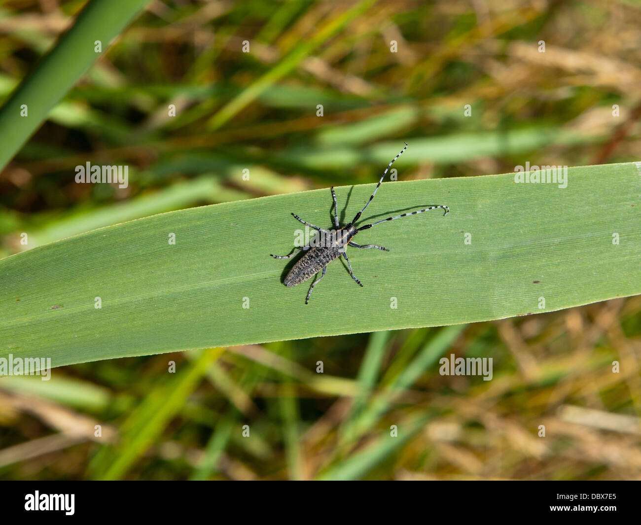 A long horn beetle with the Latin name of Agapanthea villosovirdescens resting on a green reed leaf, Stock Photo