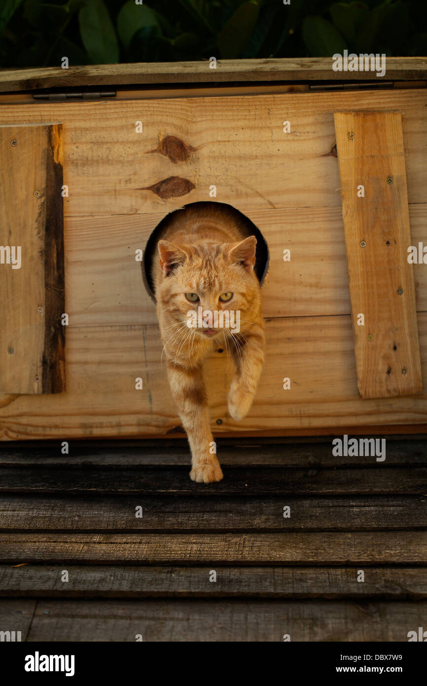 A British feral cat leaving its homemade insulated box as it looks straight at the camera Stock Photo