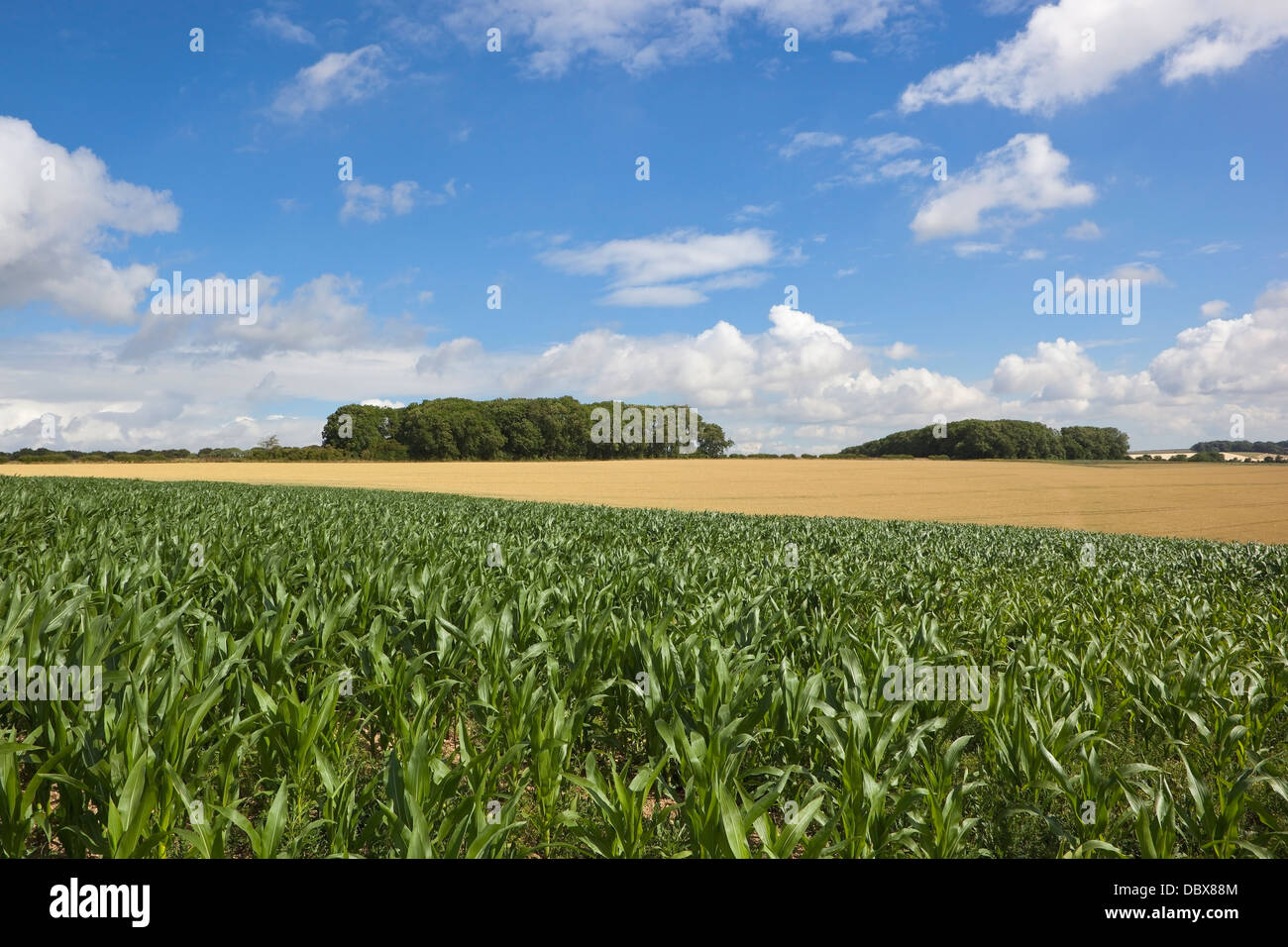 An English agricultural landscape with wheat and green maize crops under a cloudy blue sky in the Yorkshire wolds in summer Stock Photo