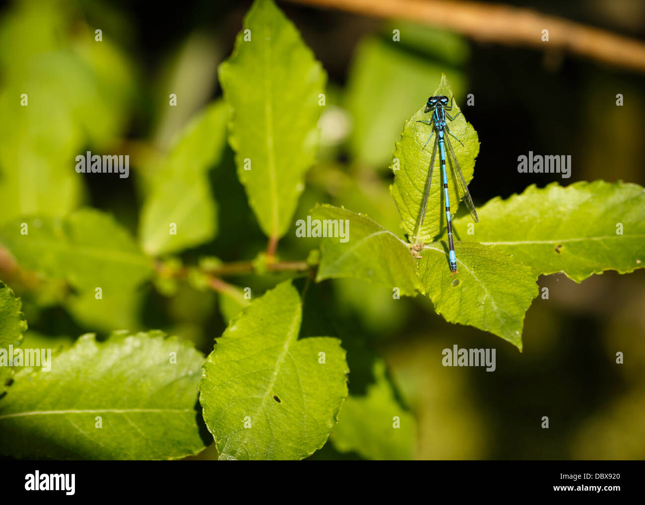The Common Blue Damselfly Resting On A Leaf Stock Photo - Alamy