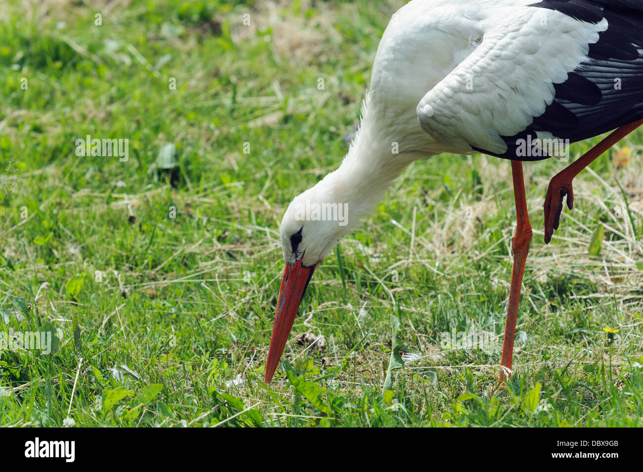 Stork in Lithuania, Europe Stock Photo