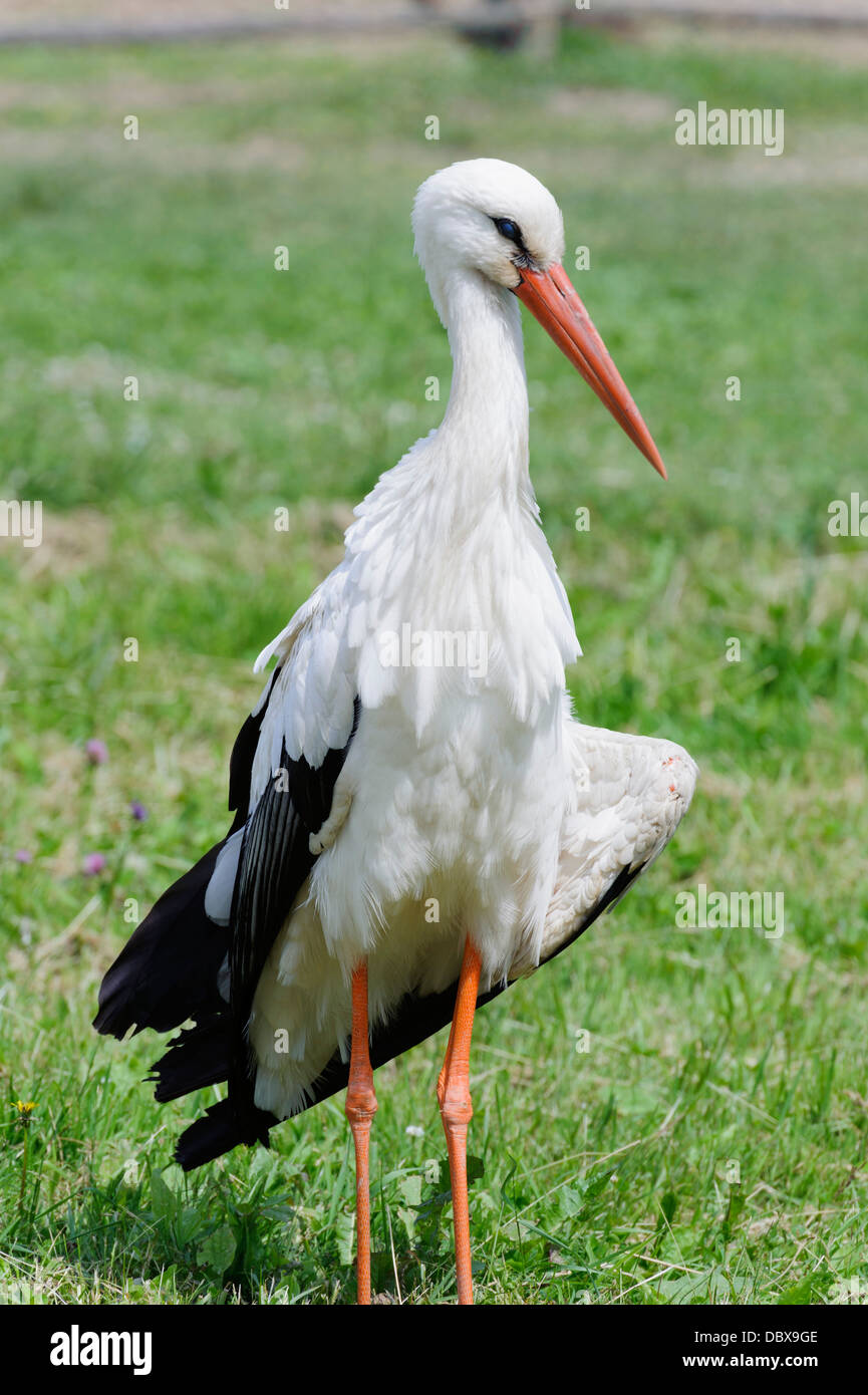 Stork in Lithuania, Europe Stock Photo