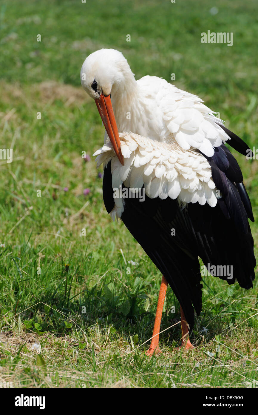 Stork in Lithuania, Europe Stock Photo