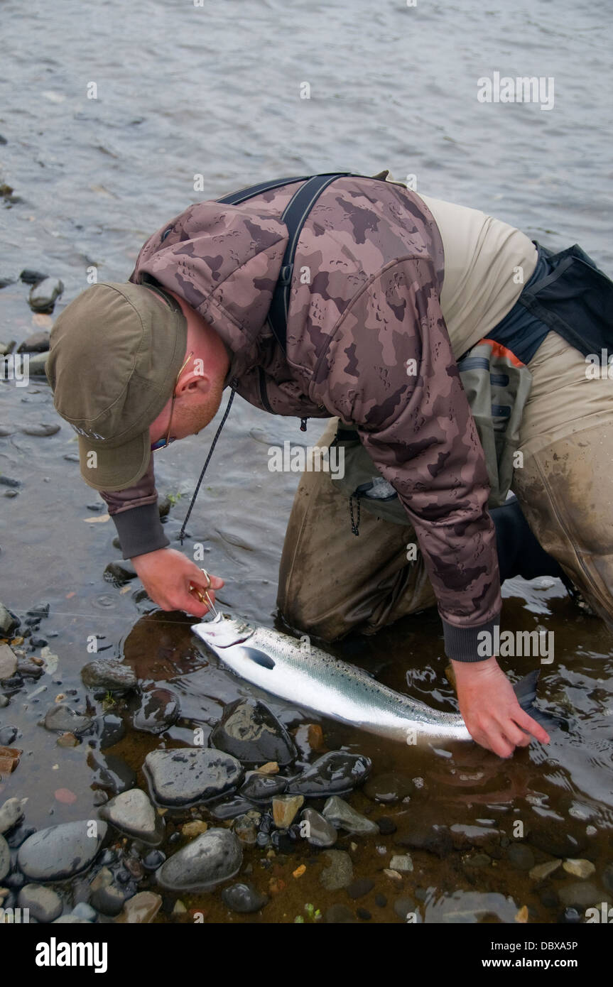 A fly fisherman removes the fly hook from a salmon on one of Iceland's most-productive, scenic rivers. Stock Photo