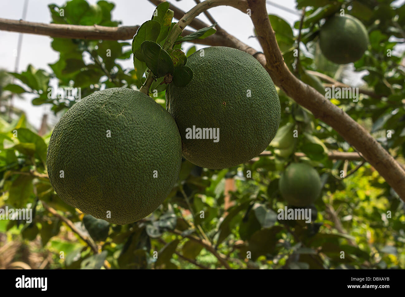 Vietnamese grapefruit, called pomelo, grows on the tree Stock Photo Alamy