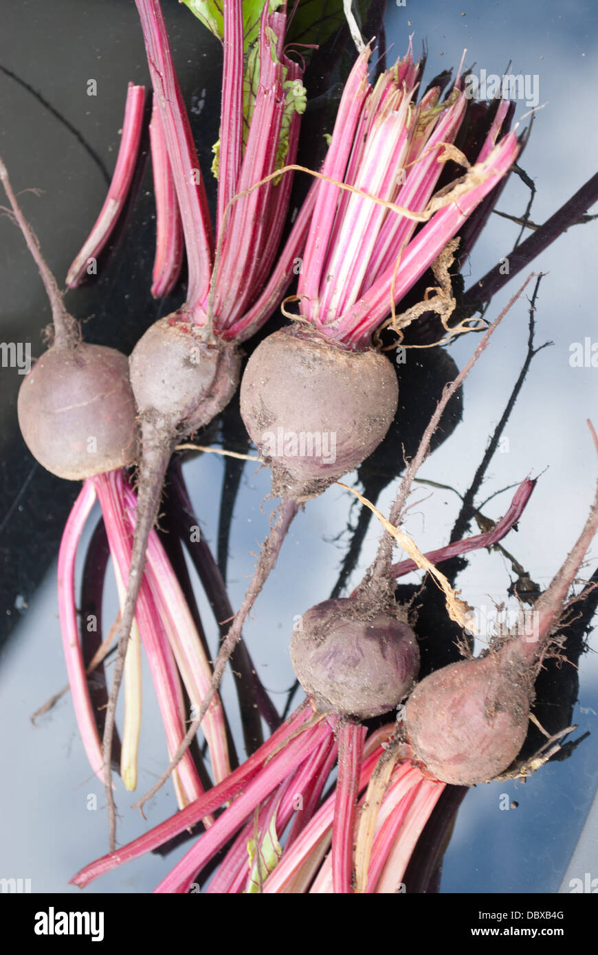 beetroot Stock Photo