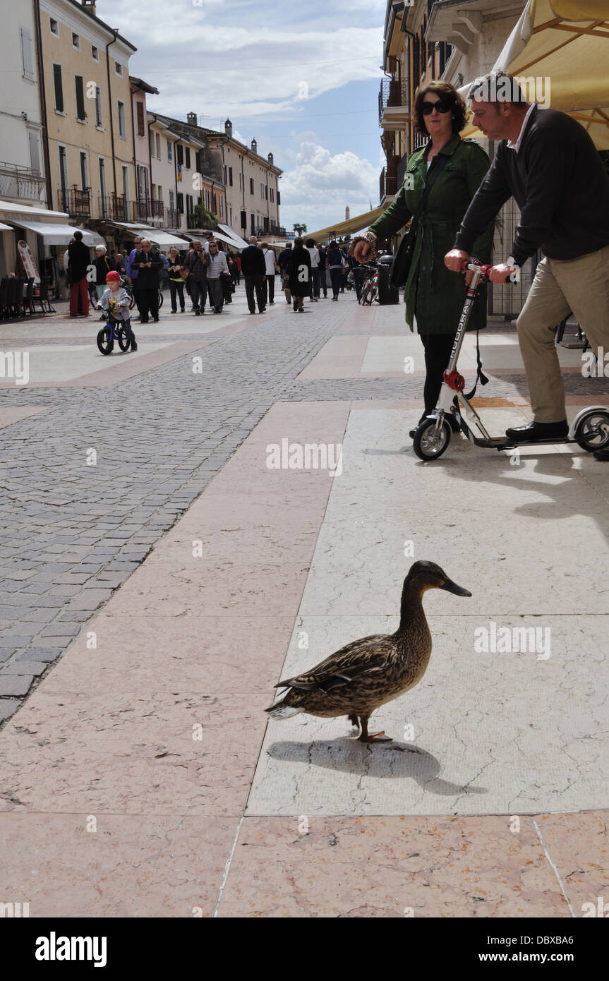A duck takes to the streets in Bardolino, on Lake Garda. Stock Photo