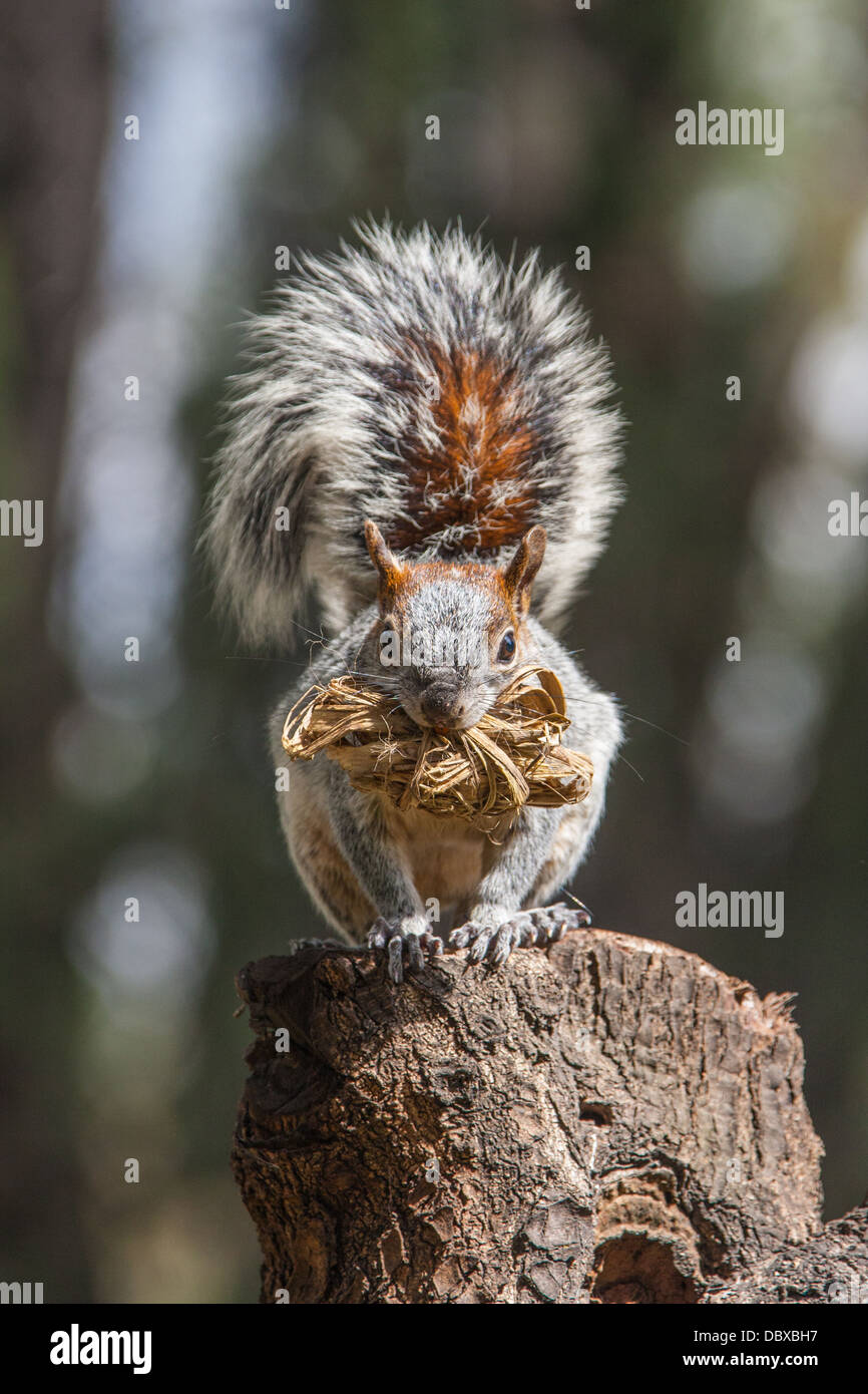 Squirrel, in Mexico City Stock Photo - Alamy