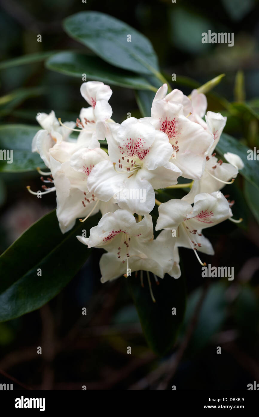 Rhododendron 'Butterfly' Stock Photo