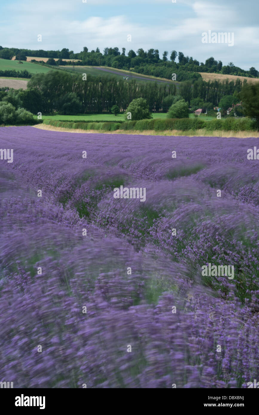 lavender field of flowers moving about and landscape on sunny extremely