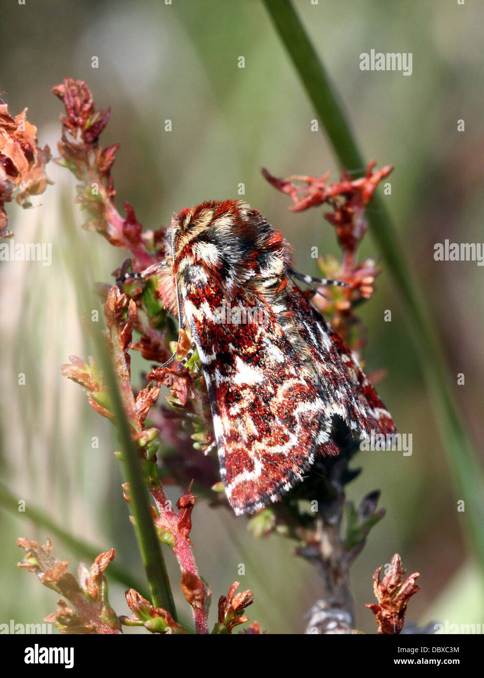 Beautiful Yellow Underwing Moth (Anarta myrtilli) posing & foraging on