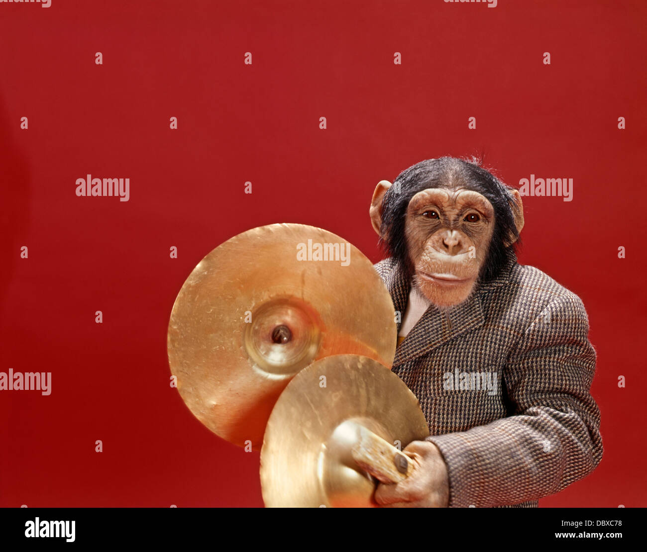 Monkey that sales plays cymbals