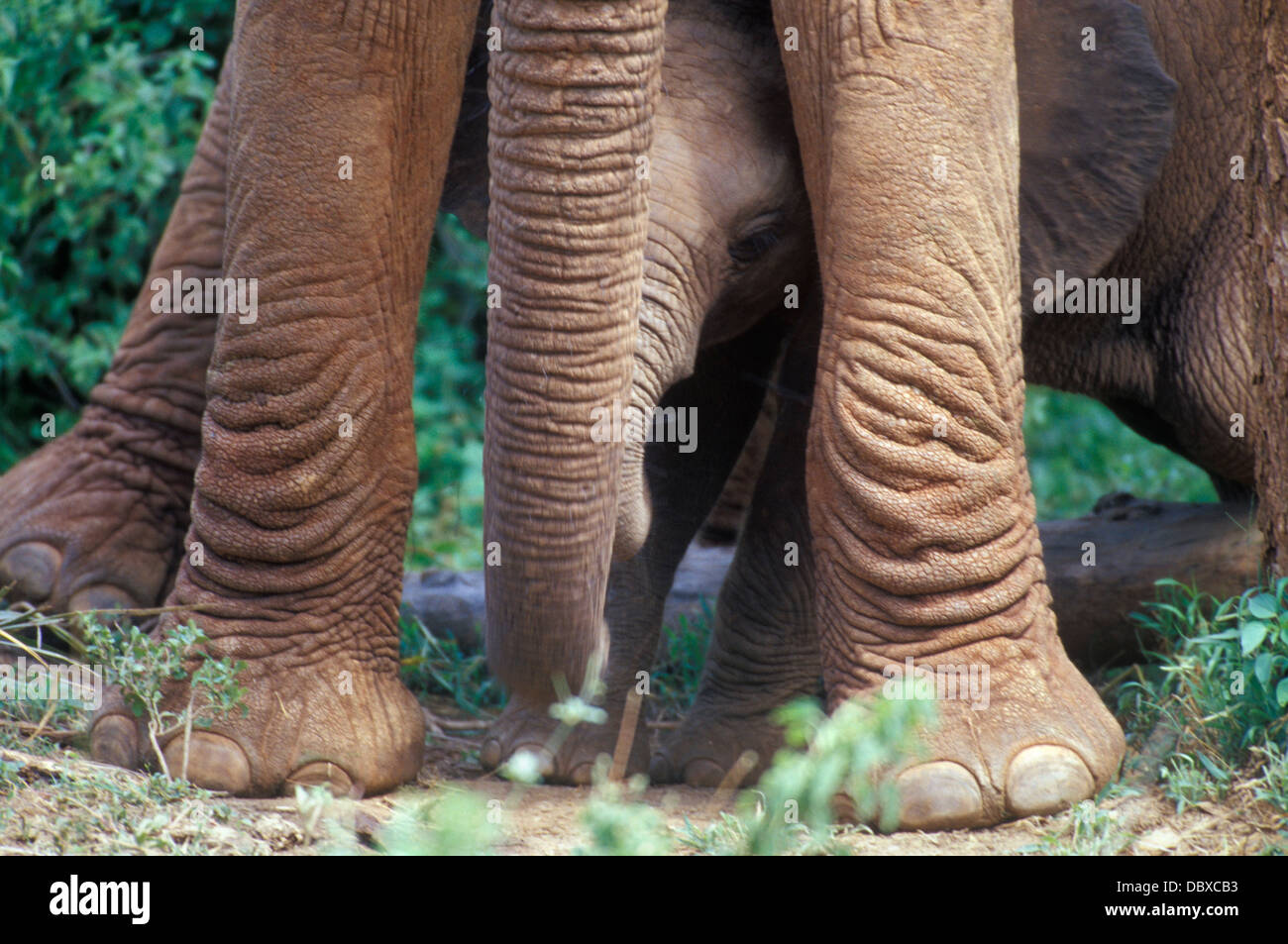 ELEPHANT BABY PEERING OUT FROM BETWEEN MOM'S LEGS KENYA AFRICA Stock Photo