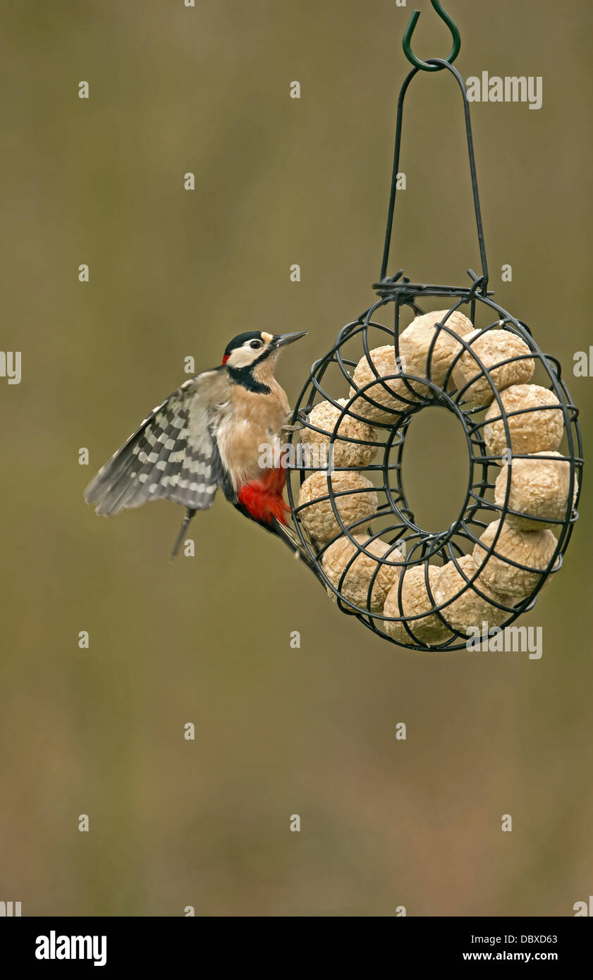 Great Spotted Woodpecker On Circular Fat Ball Bird Feeder Stock