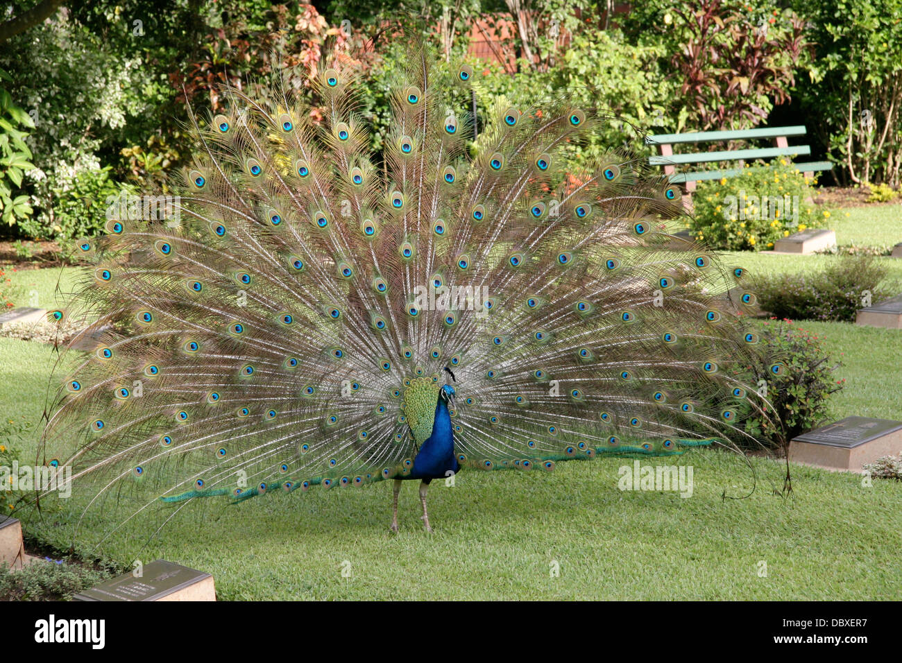 A peacock displaying his feathers in Darwin, Australia Stock Photo Alamy