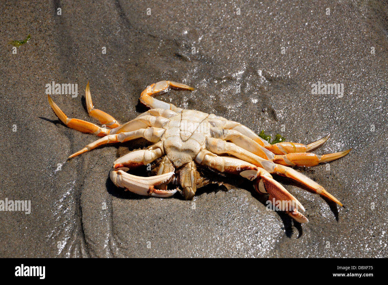 Dead crab on a sandy beach. , Courtenay, Vancouver Island, British ...