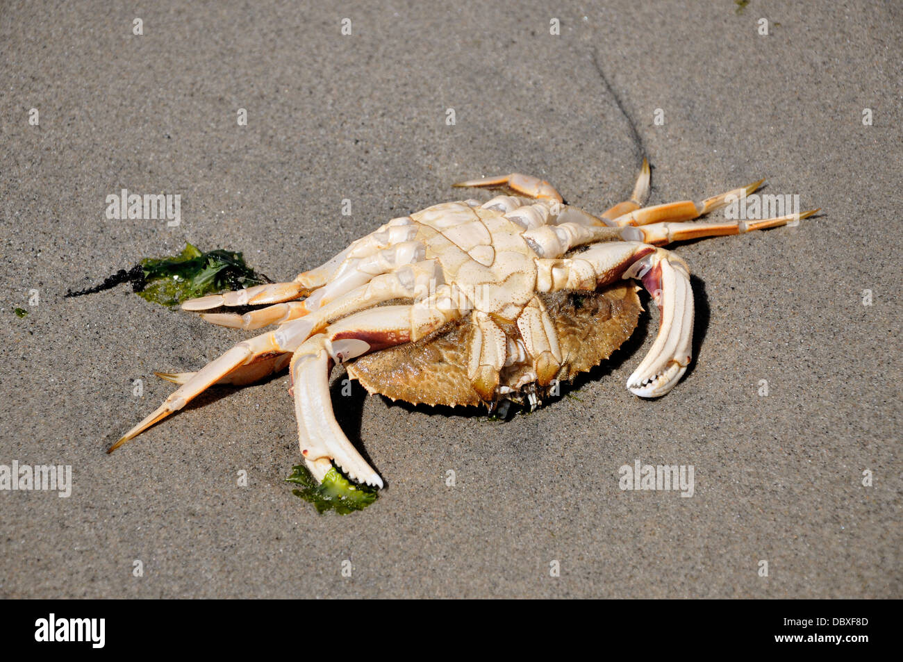 Dead crab hires stock photography and images Alamy