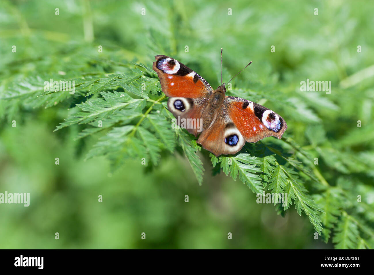 Peacock butterfly on a green leaf Stock Photo - Alamy