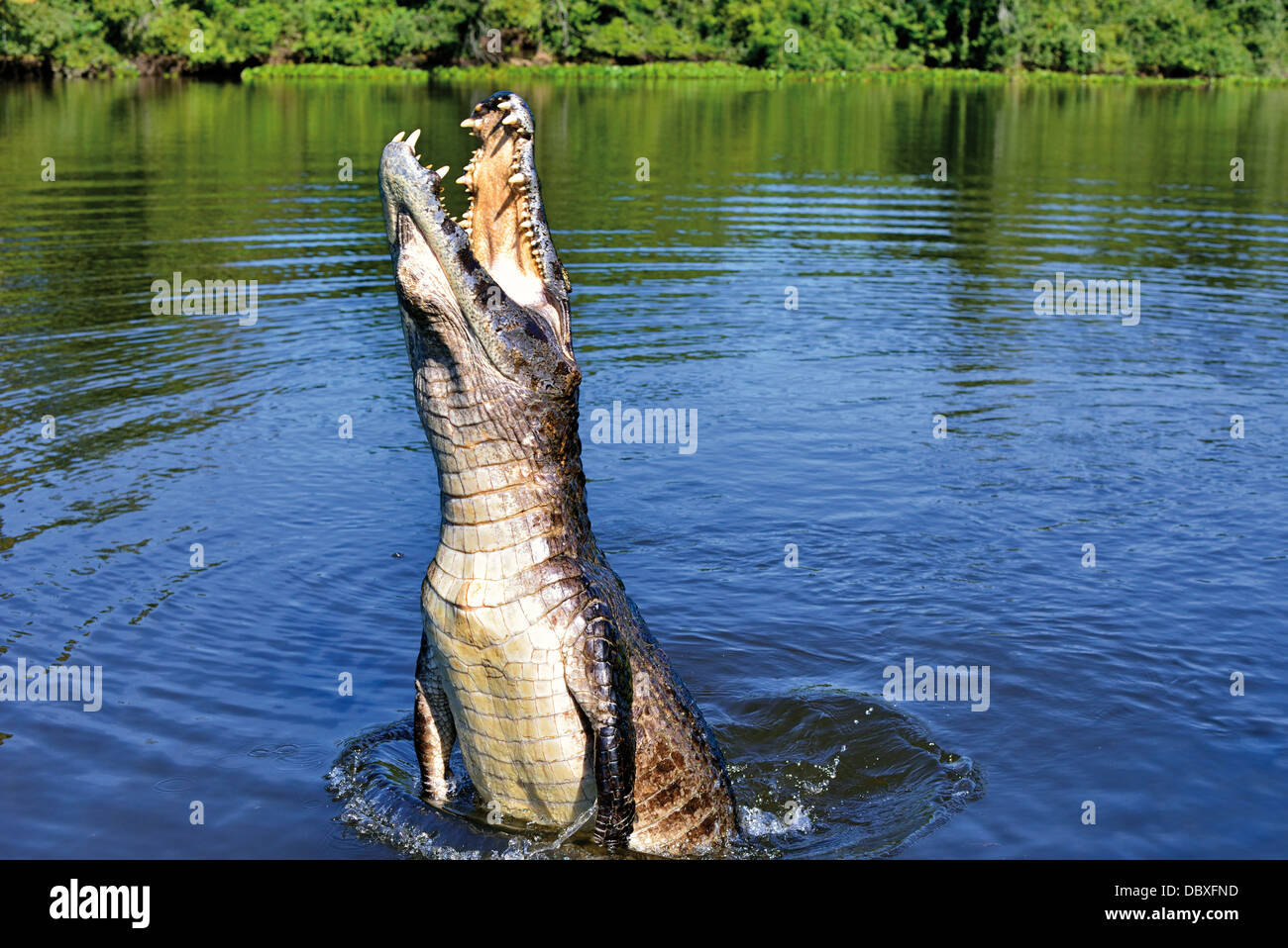 Brazil, Pantanal: Caiman yacare jumping out of the river Stock Photo