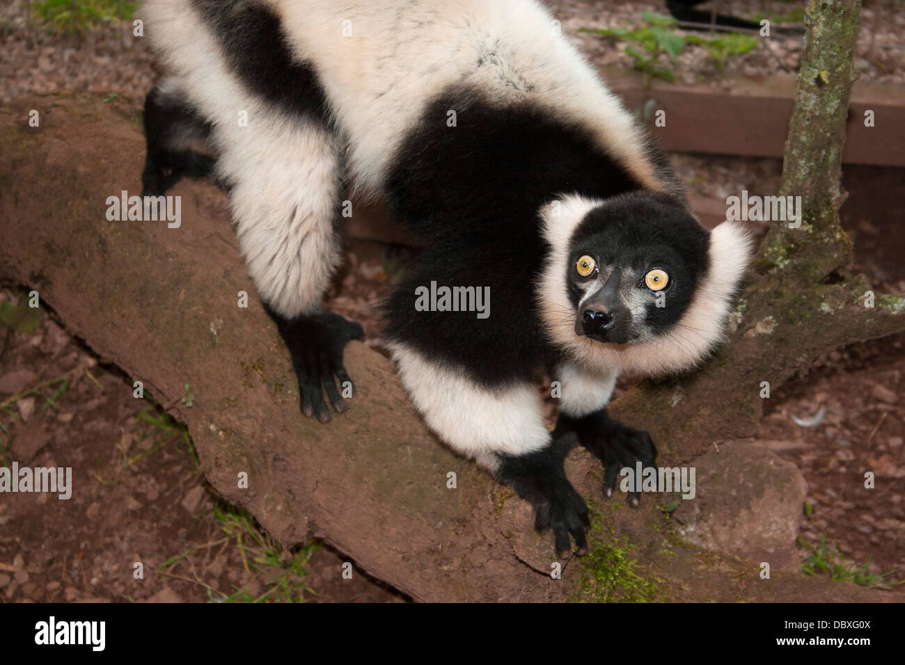 Belted black and white ruffed lemur looking shocked Stock Photo