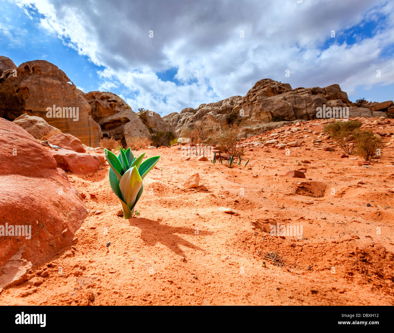 Life in the desert Stock Photo